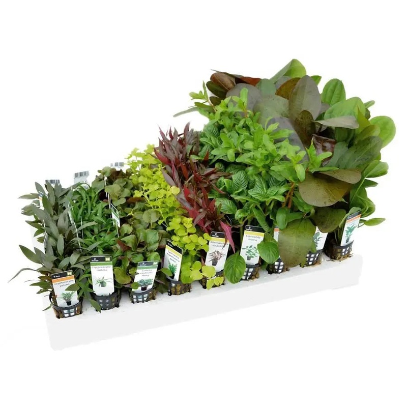 South American Style Mixed Box of Aquarium Plants