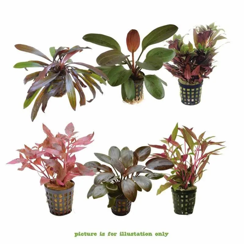 The Red Mixed Box of Aquarium Plants