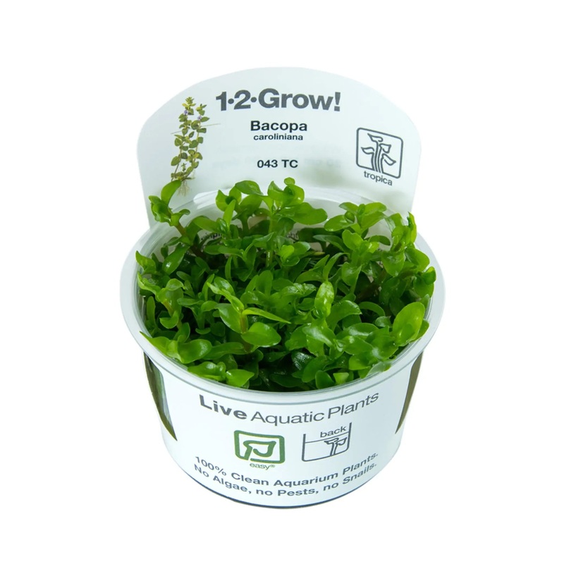 Tropica Bacopa carolina 1-2-GROW!