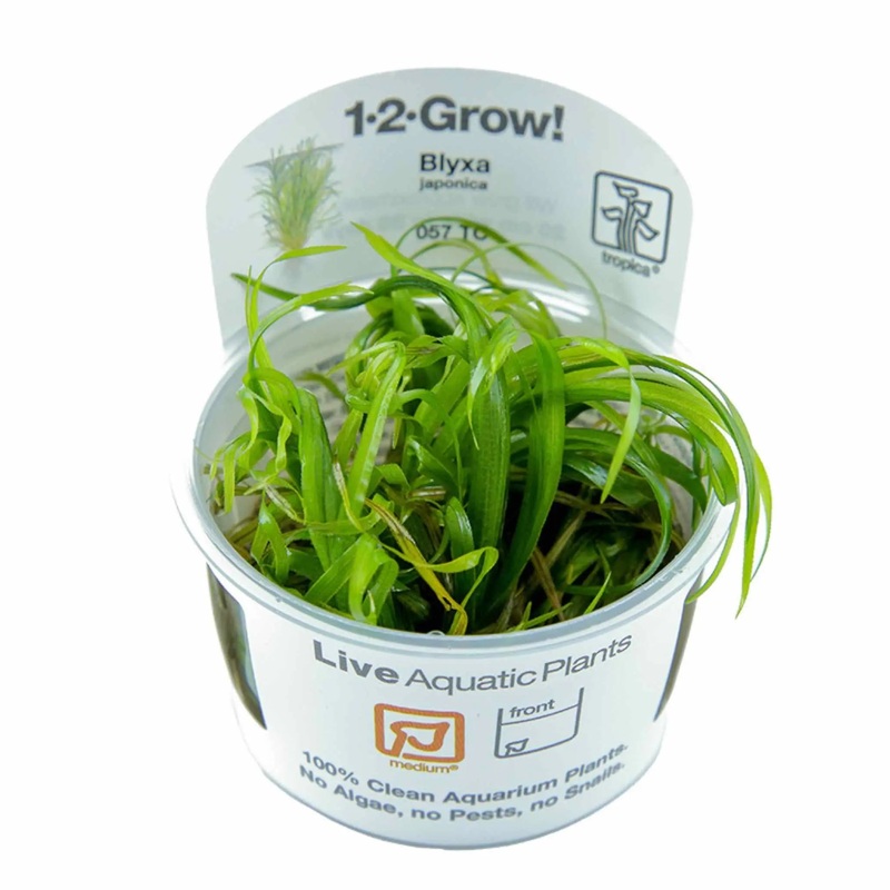 Tropica Blyxa japonica 1-2-GROW!