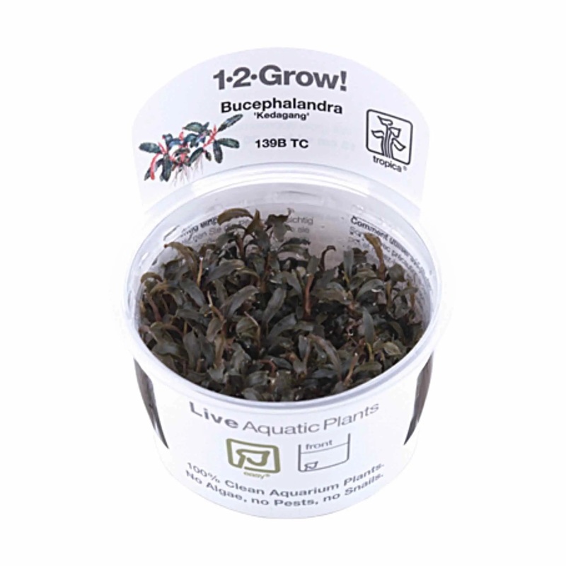 Tropica Bucephalandra Kedagang 1-2-GROW