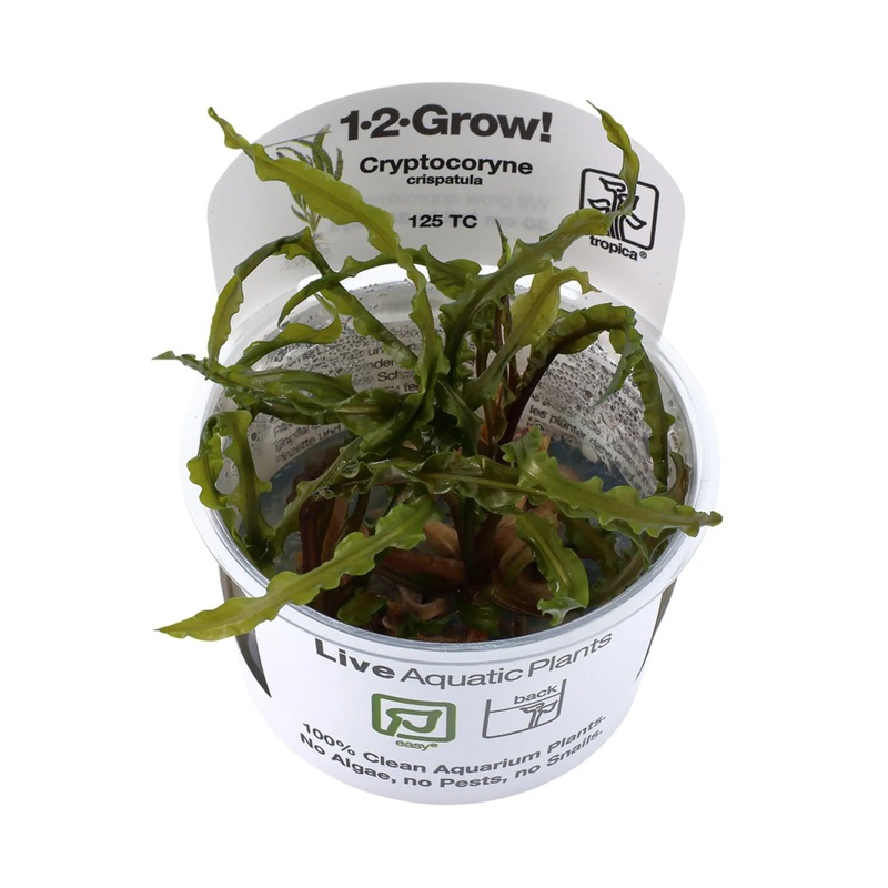 Tropica Cryptocoryne crispulata 1-2-GROW!