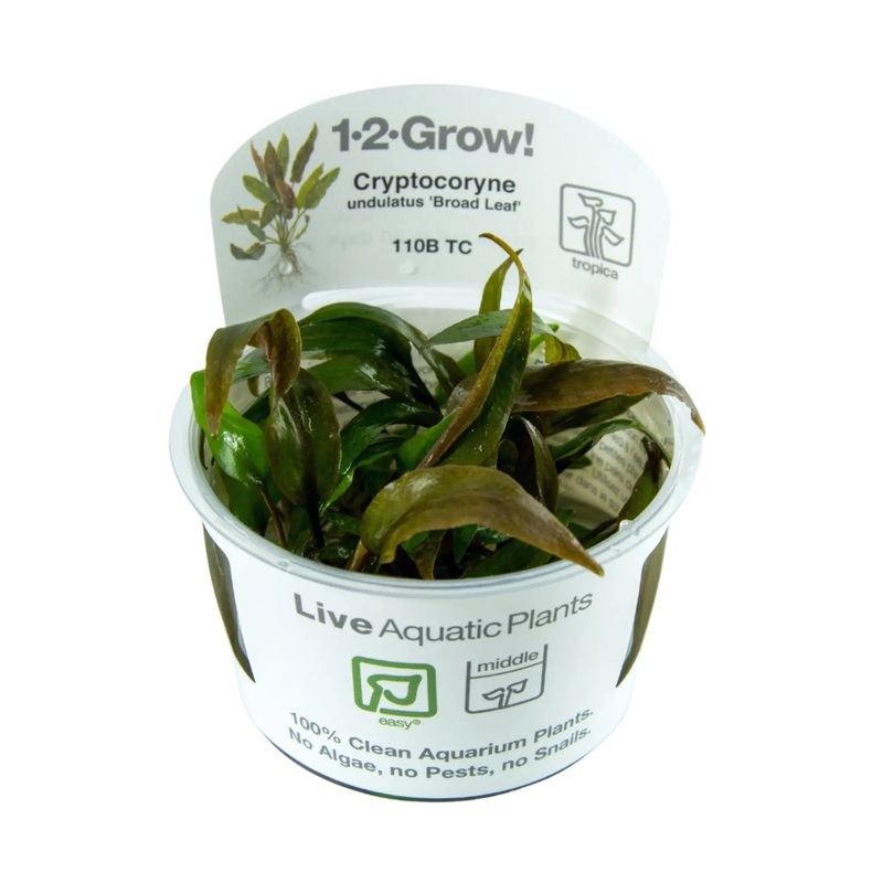 Tropica Cryptocoryne undulata Broad Leaf 1-2-GROW!