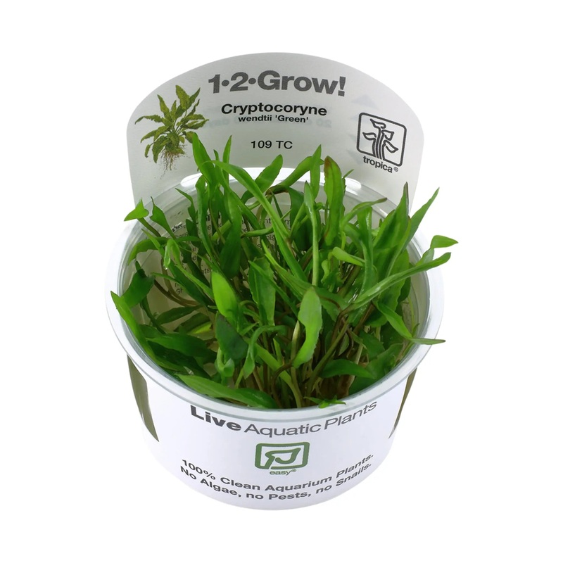 Tropica Cryptocoryne wendtii 'green' 1-2-GROW