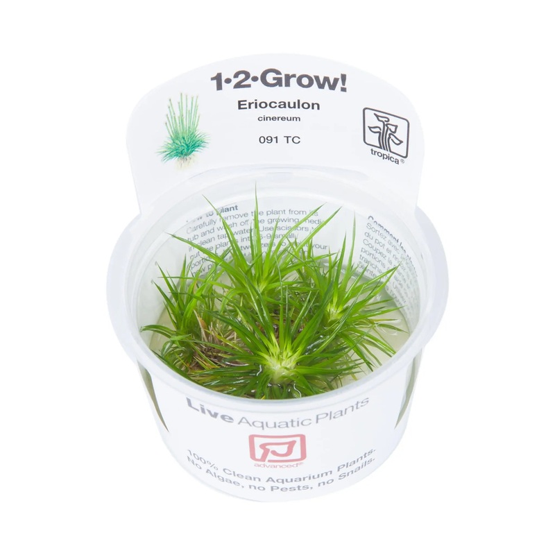 Tropica Eriocaulon cinereum 1-2-GROW!