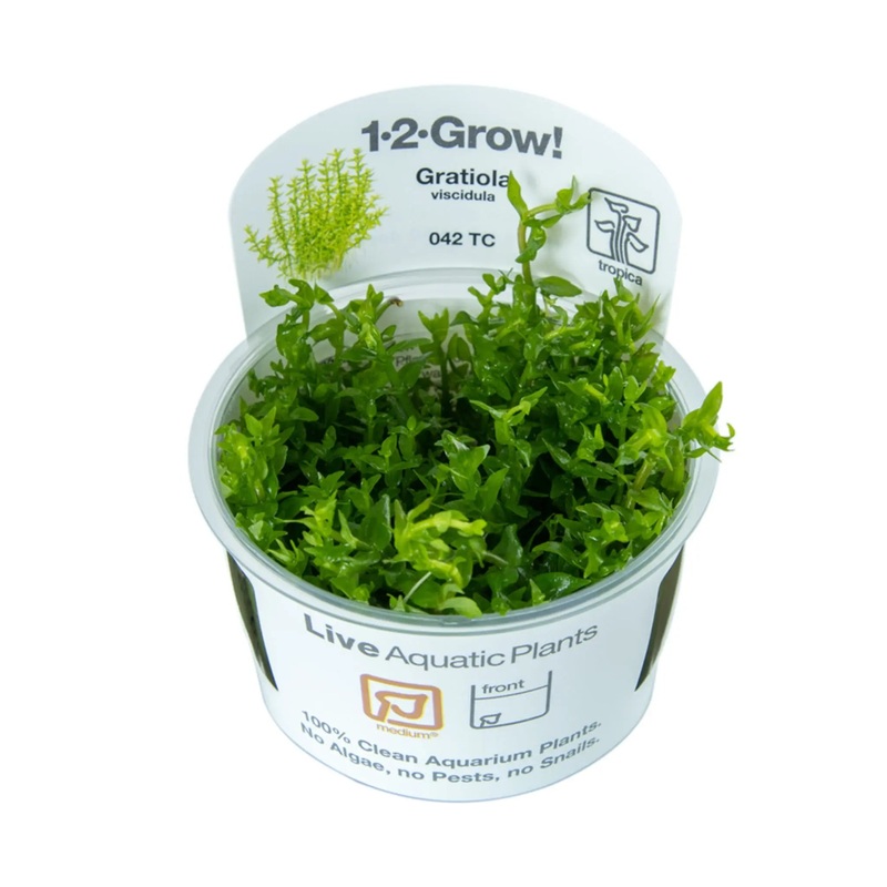 Tropica Gratiola viscidula 1-2-GROW!