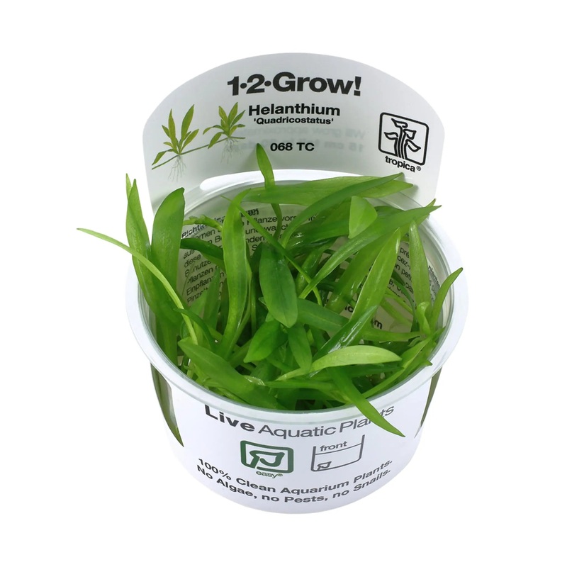 Tropica Helanthium quadricostatus 1-2-GROW!