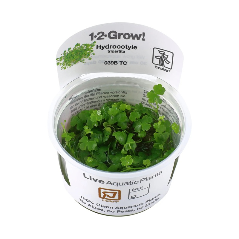 Tropica Hydrocotyle tripartita 1-2-GROW!