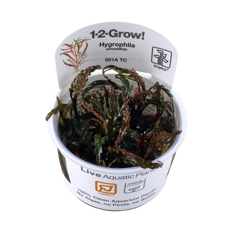 Tropica Hygrophila pinnatifida 1-2-GROW!