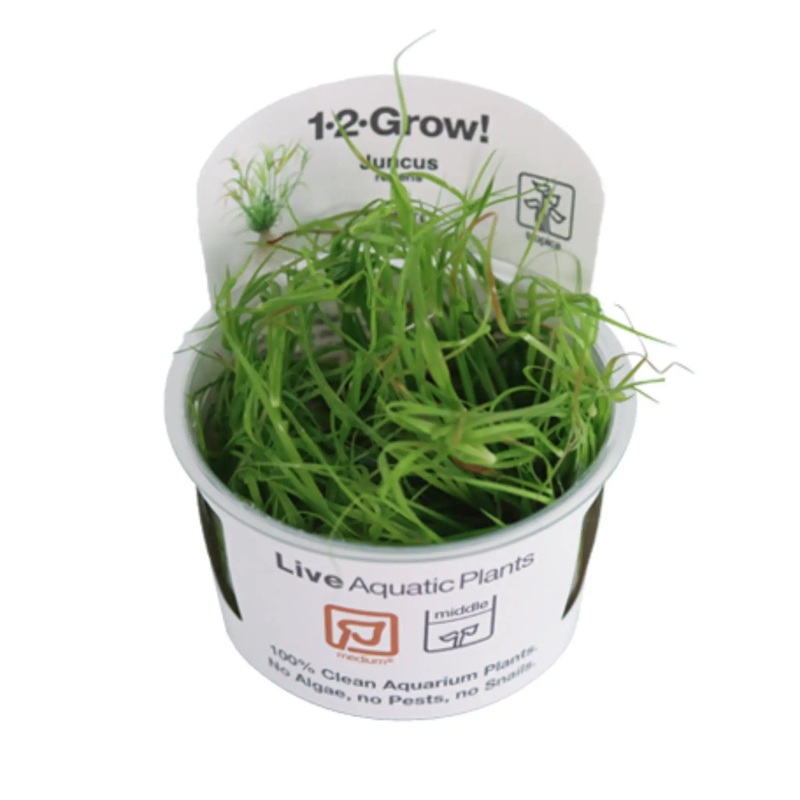 Tropica Juncus repens 1-2-Grow!