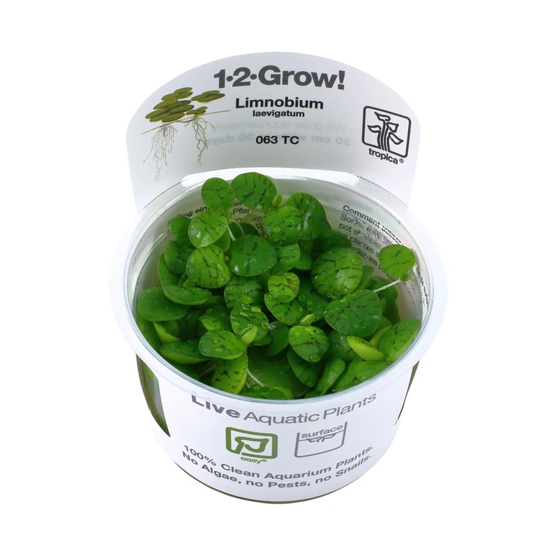 Tropica Limnobium laevigatum 1-2-GROW! (Amazon Frogbit)