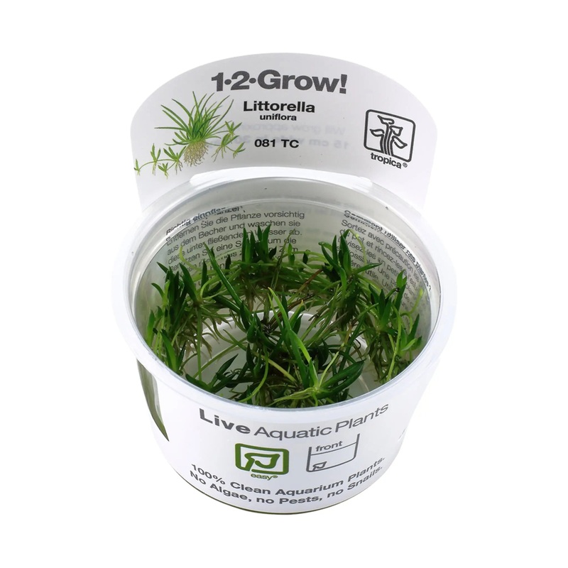Tropica Littorella uniflora 1-2-GROW!