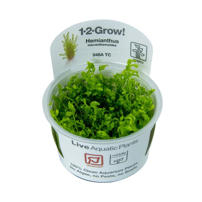 Tropica Micranthemum glomeratum 1-2-GROW!