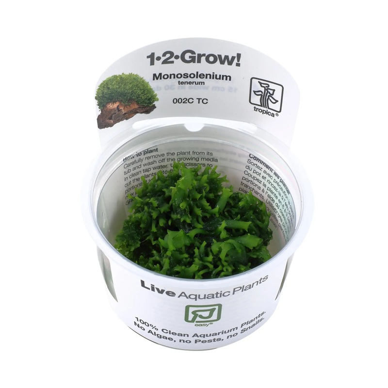 Tropica Monosolenium tenerum 1-2-Grow!