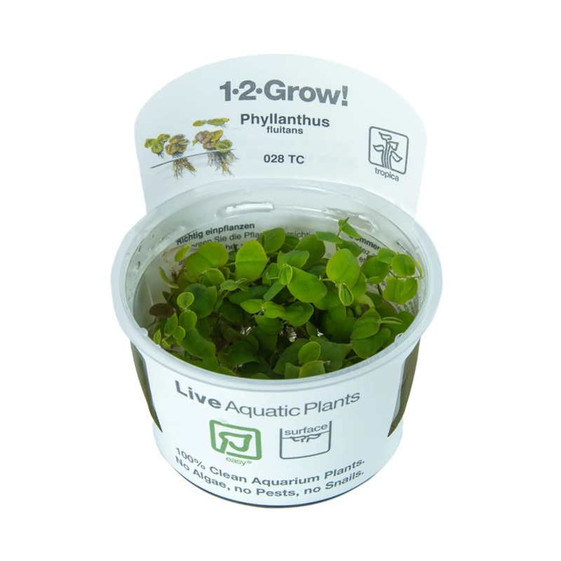 Tropica Phyllanthus fluitans 1-2-Grow!