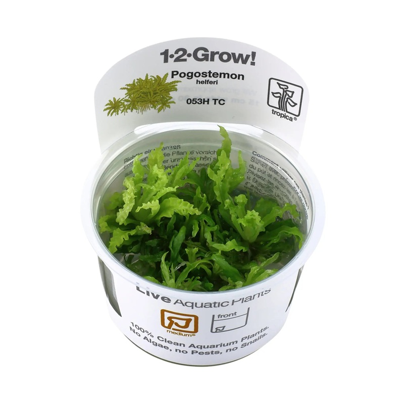 Tropica Pogostemon helferi 1-2-GROW!