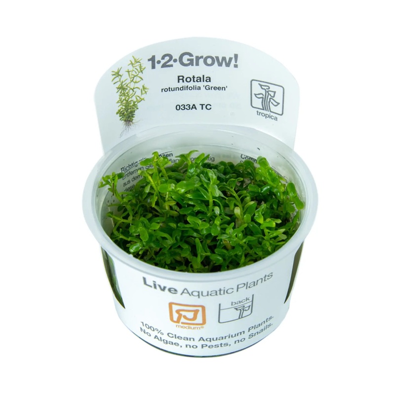Tropica Rotala rotundifolia green 1-2-GROW