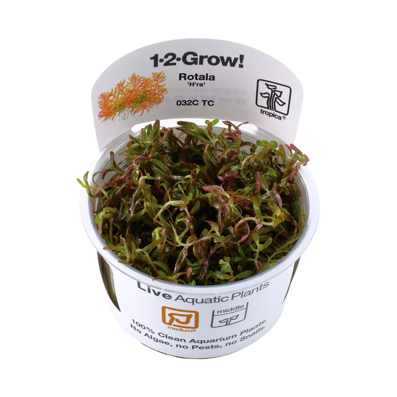 Tropica Rotala rotundifolia H'ra 1-2-GROW!