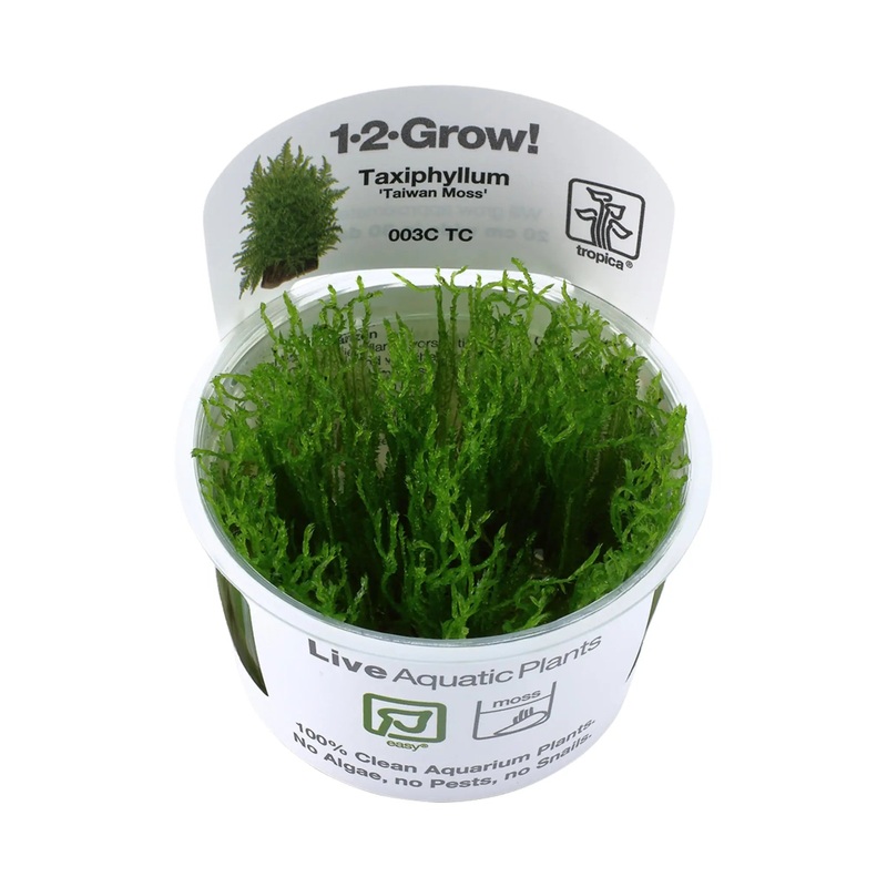 Tropica Taxiphyllum Taiwan moss 1-2-Grow!