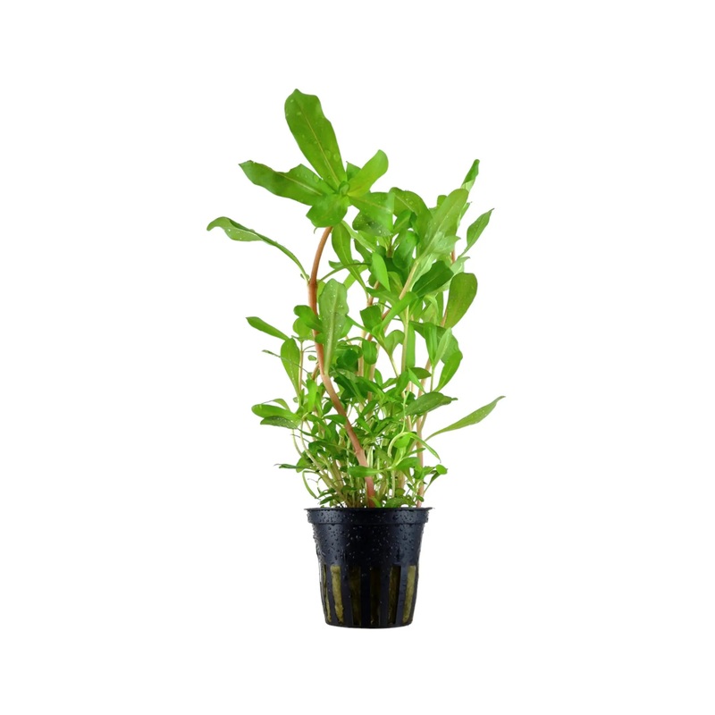 Ammannia crassicaulis