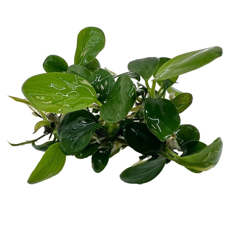 Anubias Nangi In Vitro