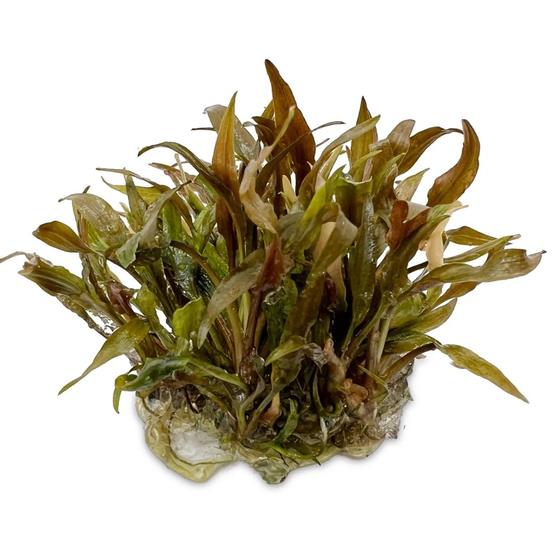 Cryptocoryne petchii Pink In Vitro