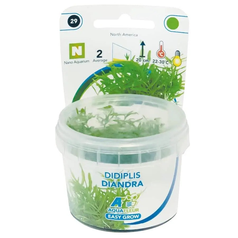 Easy Grow 29 - Didiplis diandra