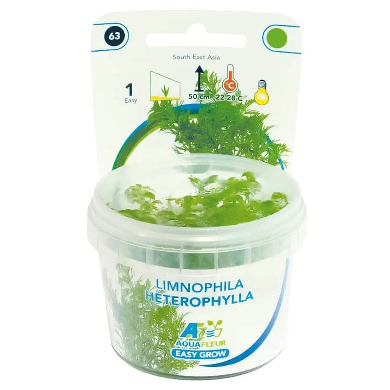 Easy Grow 63 - Limnophila heterophylla