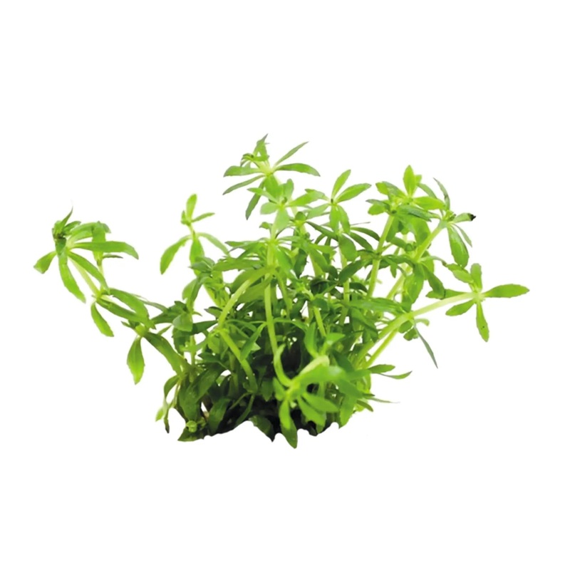 Easy Grow 66 - Limnophila Vietnam Mini