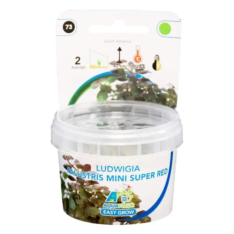 Easy Grow 73 - Ludwigia palustris Super Red