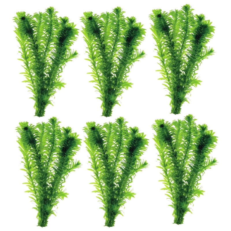 Elodea densa Bunch - Pack of 6