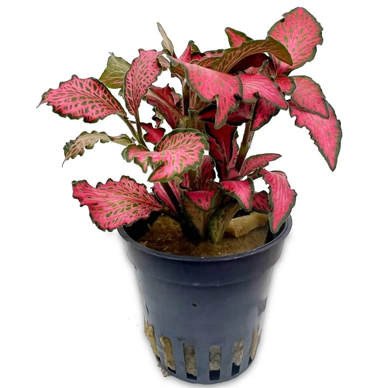 Fittonia verschaffeltii Forest flame - terrarium plant