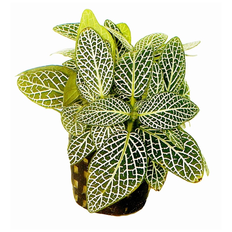 Fittonia verschaffeltii White - terrarium plant