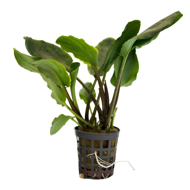 Lagenandra meeboldi green