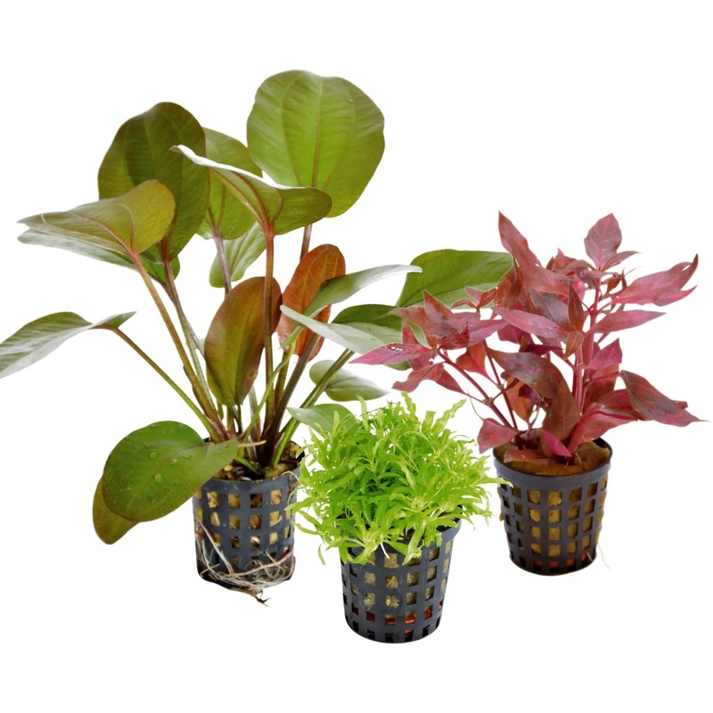 Mixed Box of 3 Aquarium Plants - Subscription only