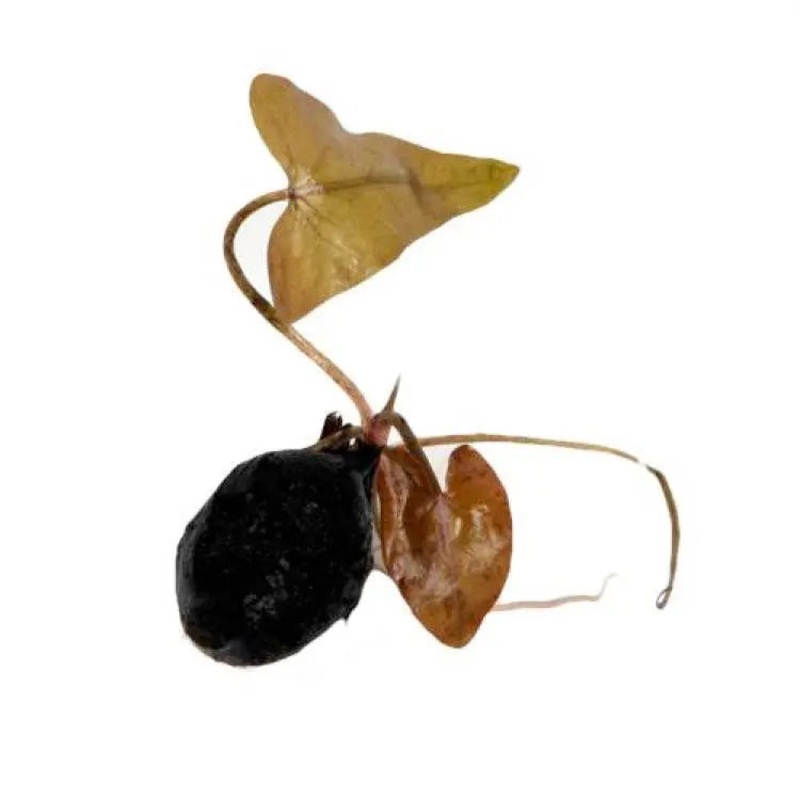 Nymphae stellata bulb WITH LEAVES