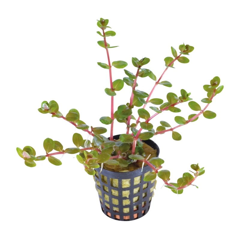 Rotala Orange Juice