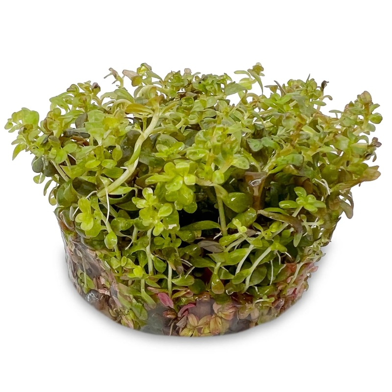 Rotala yao yai In Vitro