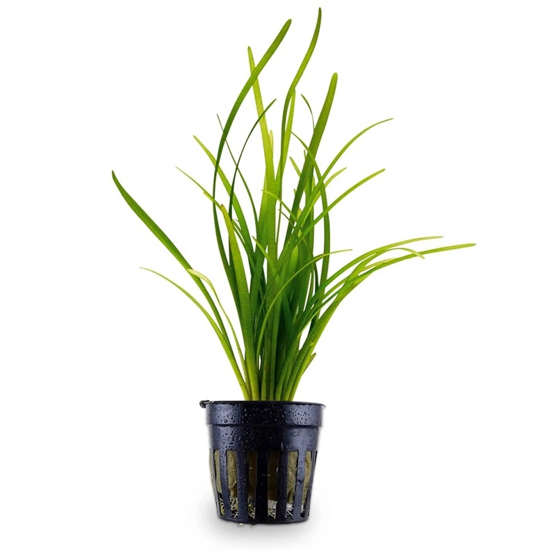 Sagittaria natans