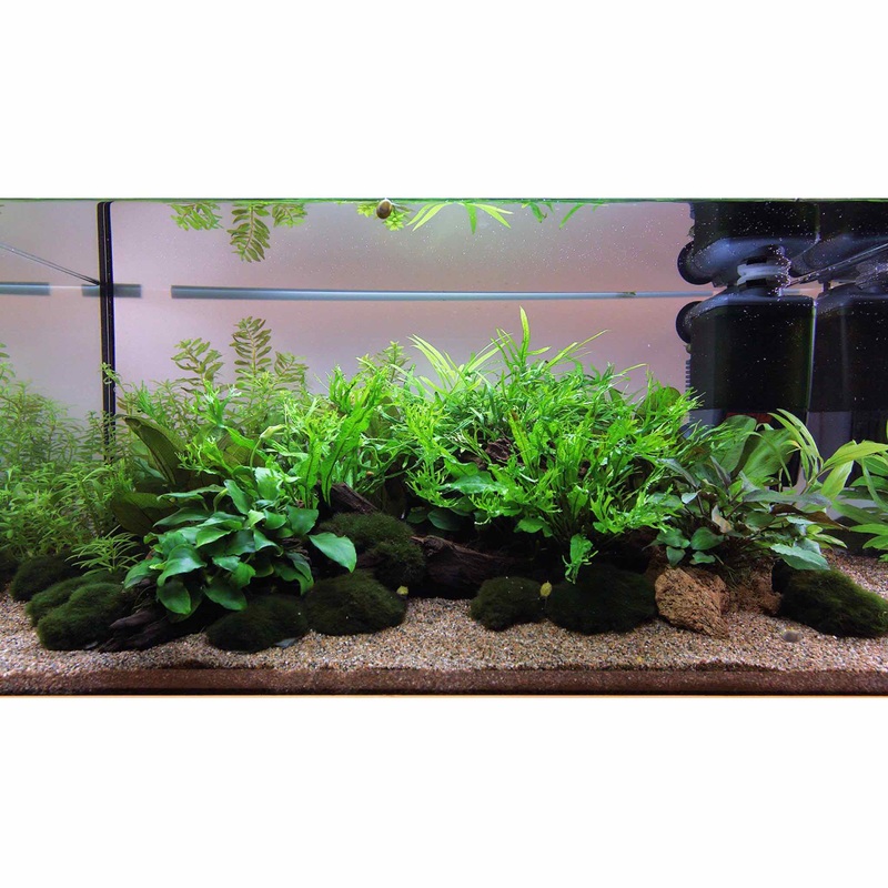 Scaped For You Collection - Layout 111 (54L) Easy