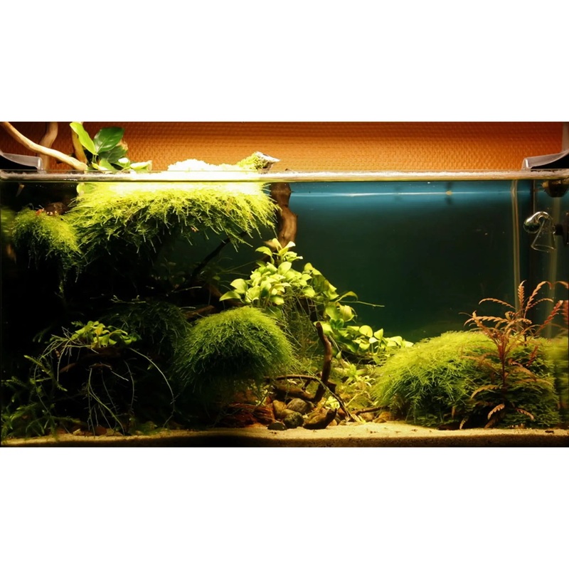 Scaped For You Collection - Layout 28 (54L) Medium