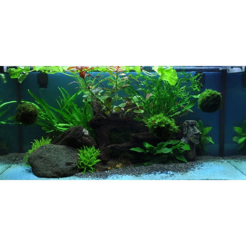 Scaped For You Collection - Layout 33 (54L) Easy