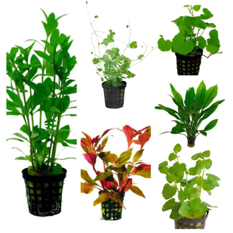 Set Box of 12 Aquarium Plants - Hayai