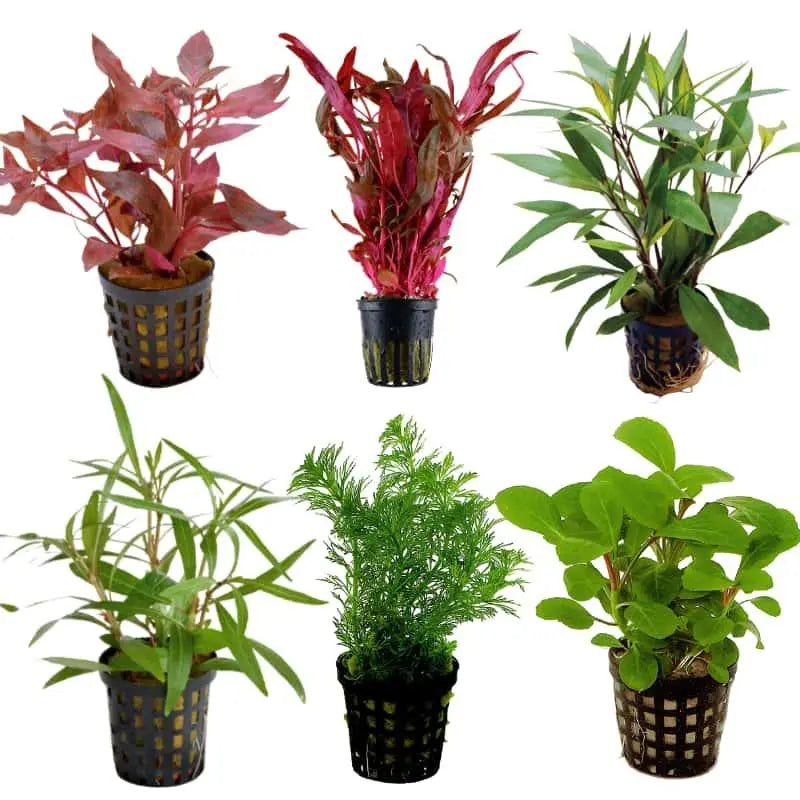 Set Box of 12 Aquarium Plants - Kantan