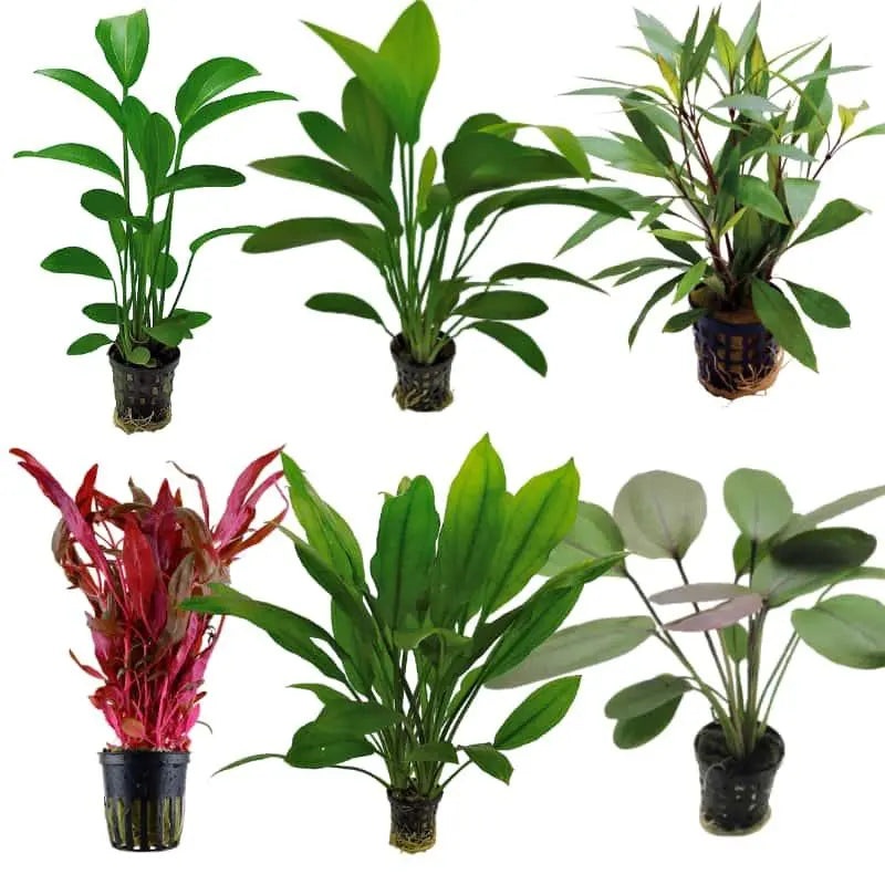 Set Box of 12 Aquarium Plants - Oki