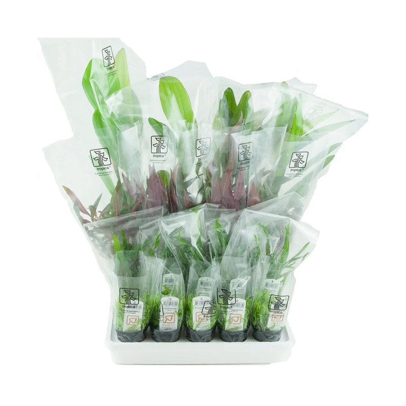 The 'Easy' Mixed Box of Aquarium Plants from Tropica
