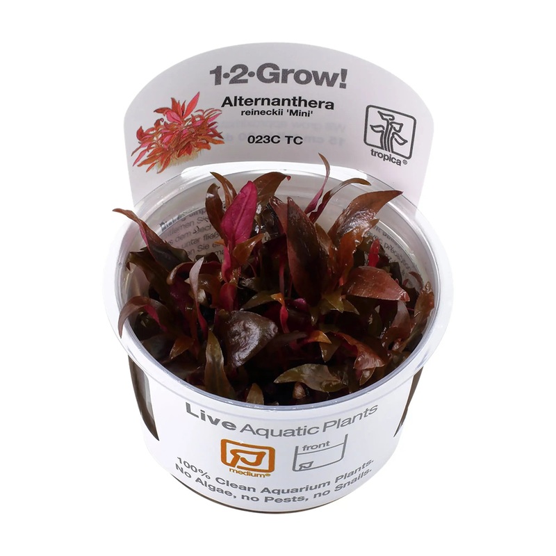 Tropica Alternathera reineckii 'mini' 1-2-GROW!