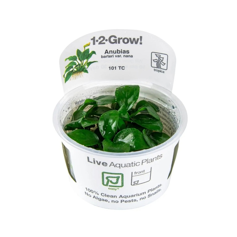 Tropica Anubias barteri nana 1-2-Grow!!