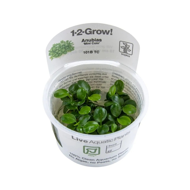 Tropica Anubias mini Coin 1-2-GROW!
