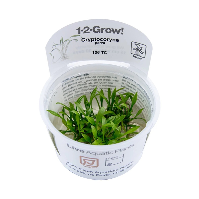 Tropica Cryptocoryne parva 1-2-GROW!
